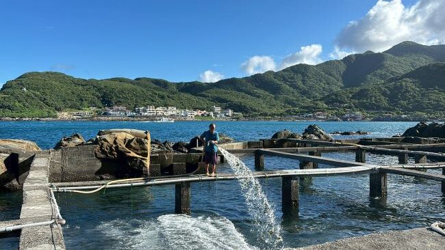 《圖說》貢寮好山好水，養殖戶向貢寮鮑投餵天然海菜。〈漁業處提供〉