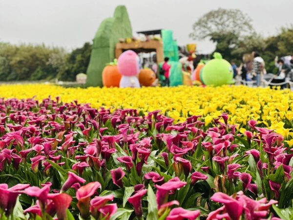 2026桃園彩色海芋季《園夢奇芋記》現場有超過6萬5千株彩色海芋，更搭配小蒼蘭、百合、波斯菊，超過14個不同品種，總共高達20萬株的夢幻花草綻放。